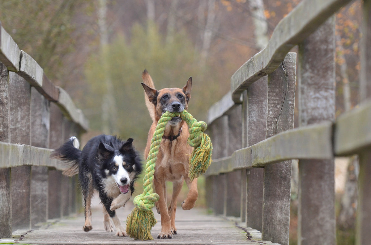 do dogs need breakaway collars