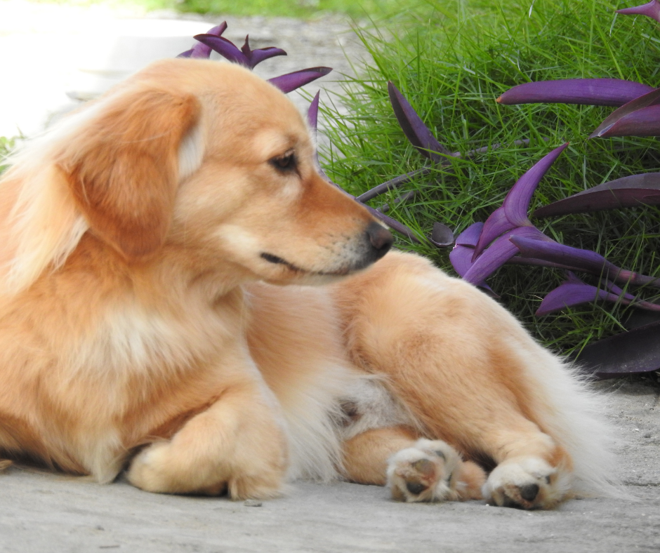 son los lirios de la paz venenosos para perros y gatos