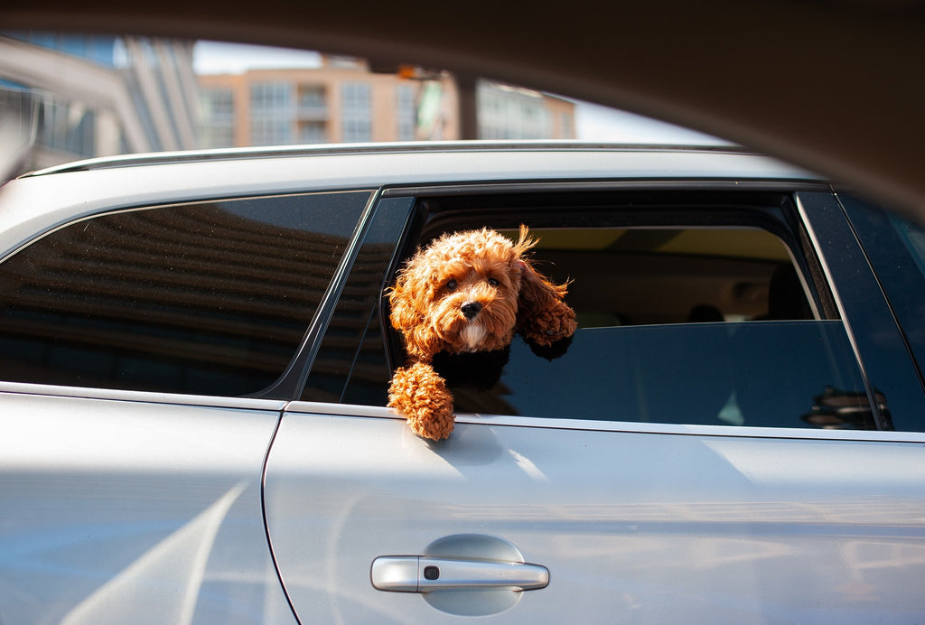 A cute pup rides in a car