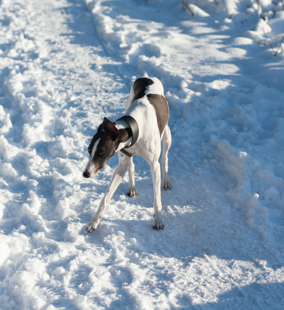 Greyhound Navigates Snow Covered Pavement