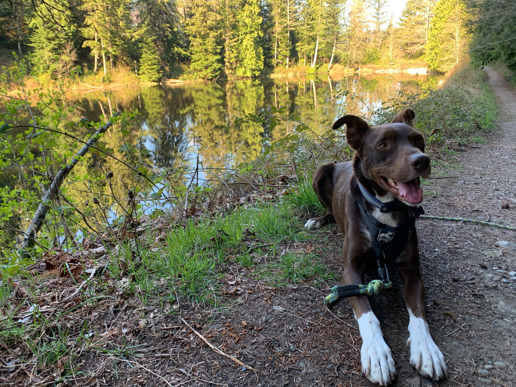 Dog-friendly hike at Squires Lake Whatcom County