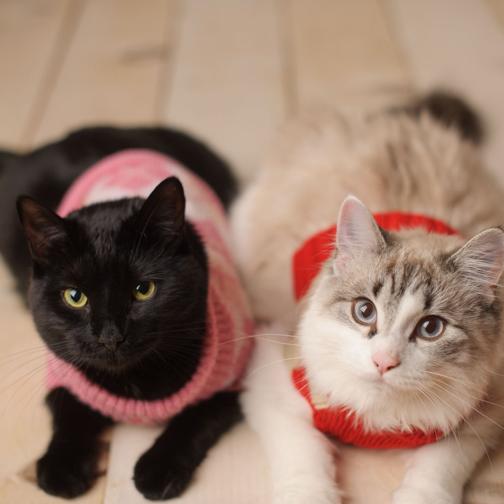 Cat Coats & Sweaters