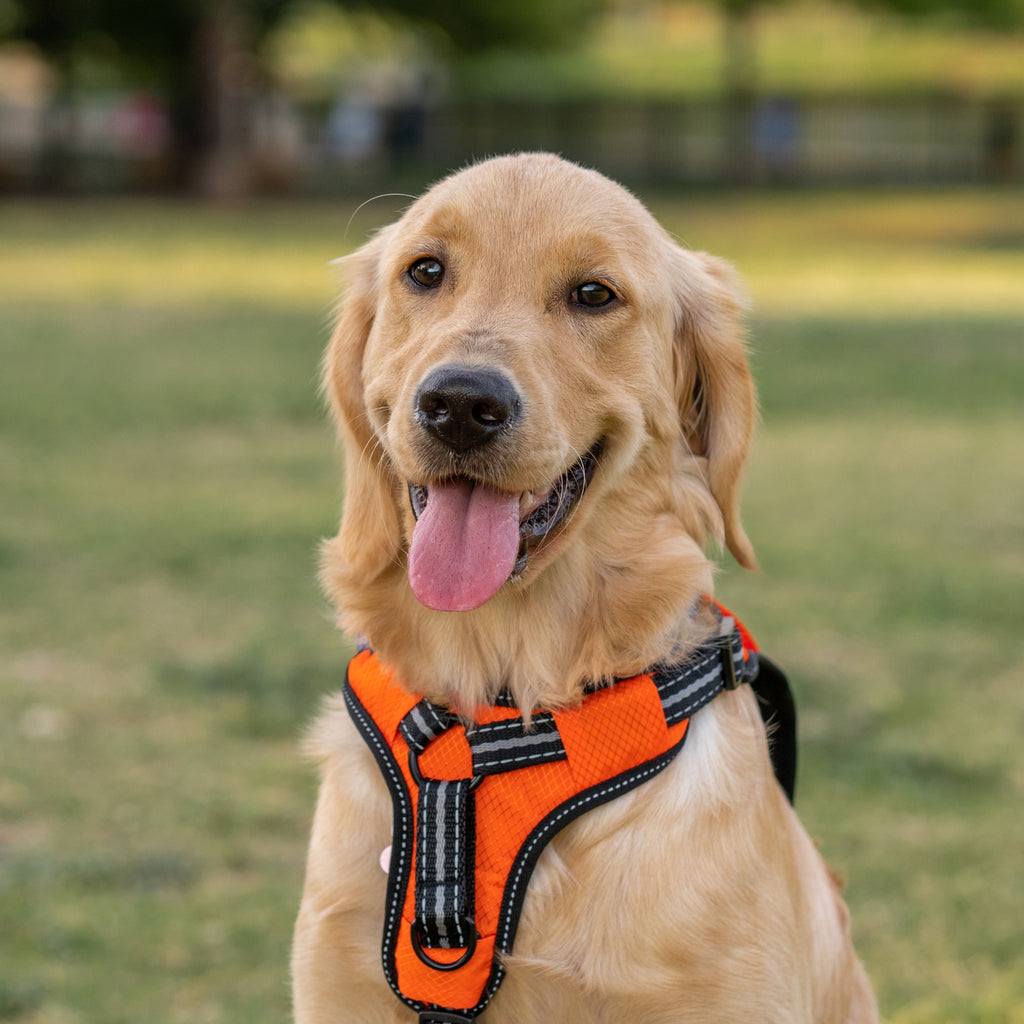 Dog Harnesses