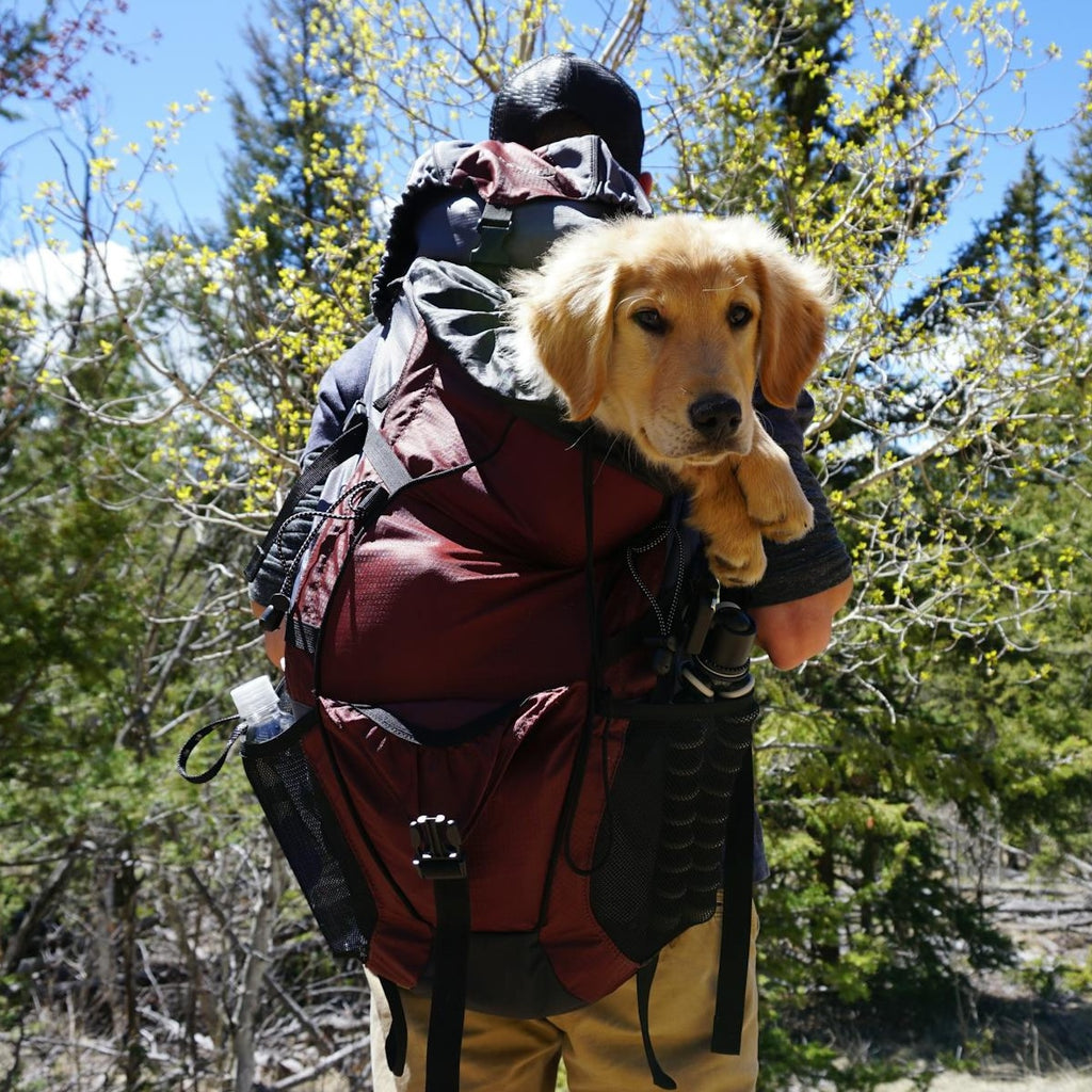 Dog Outdoor Essentials