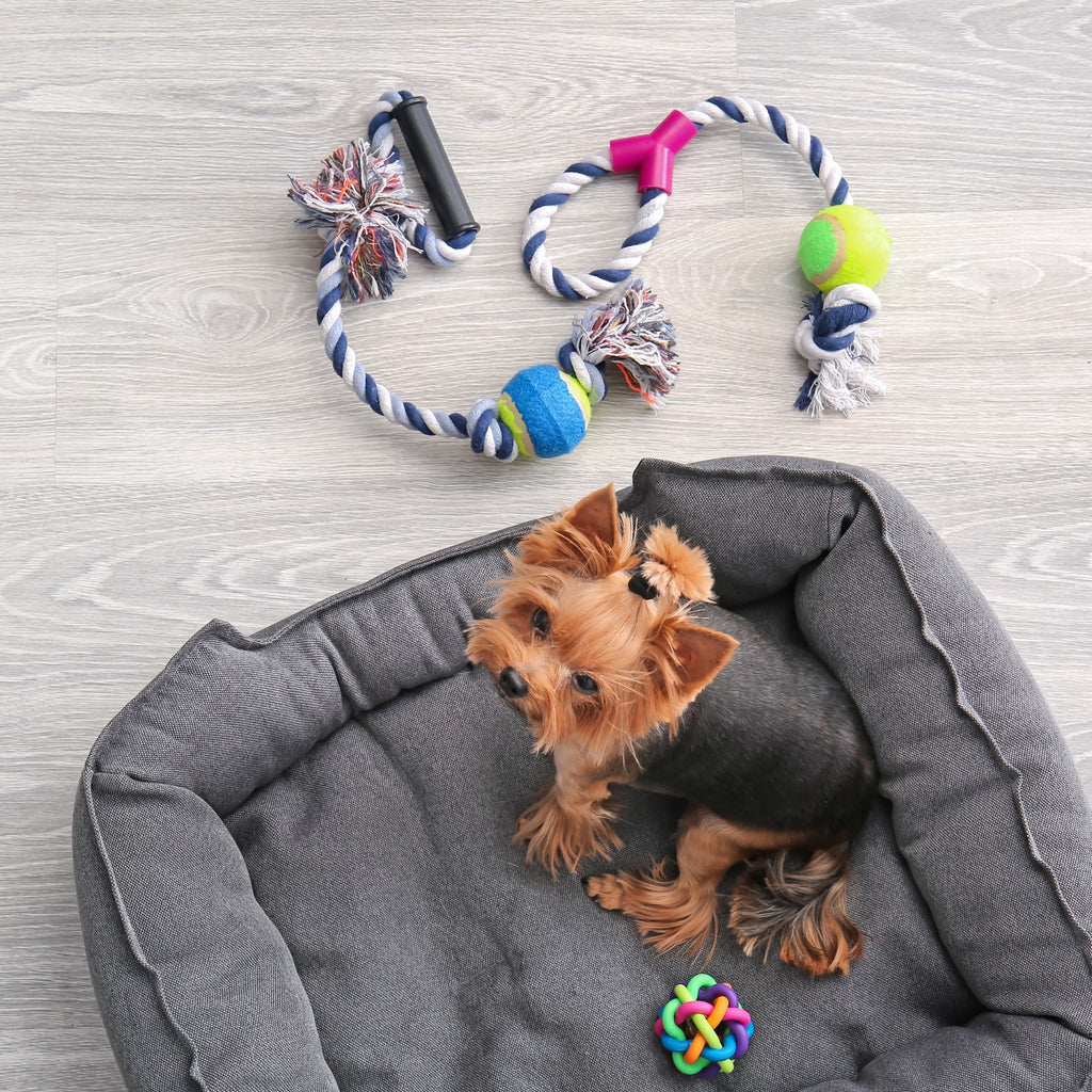 Dog Beds, Blankets & Mats