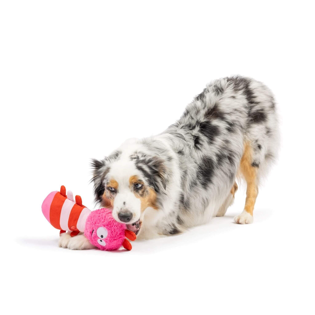 Aussie plays with the Fetchies Love Bug Tough Plush Dog Toy