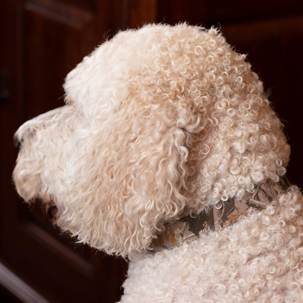 Baxter wears the Buckle Dog Collar in Earth Camouflage by Auburn Leathercrafters