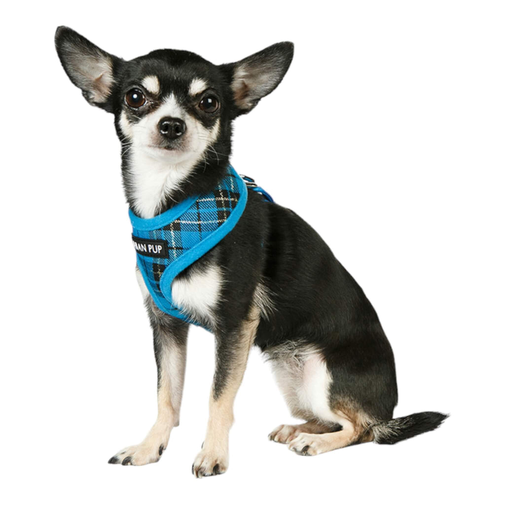 Chihuahua wears Blue Tartan Dog Harness