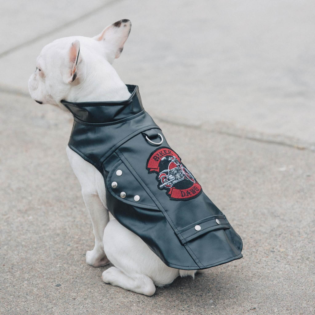 Cute pup models Black Biker Dawg Motorcycle Dog Jacket