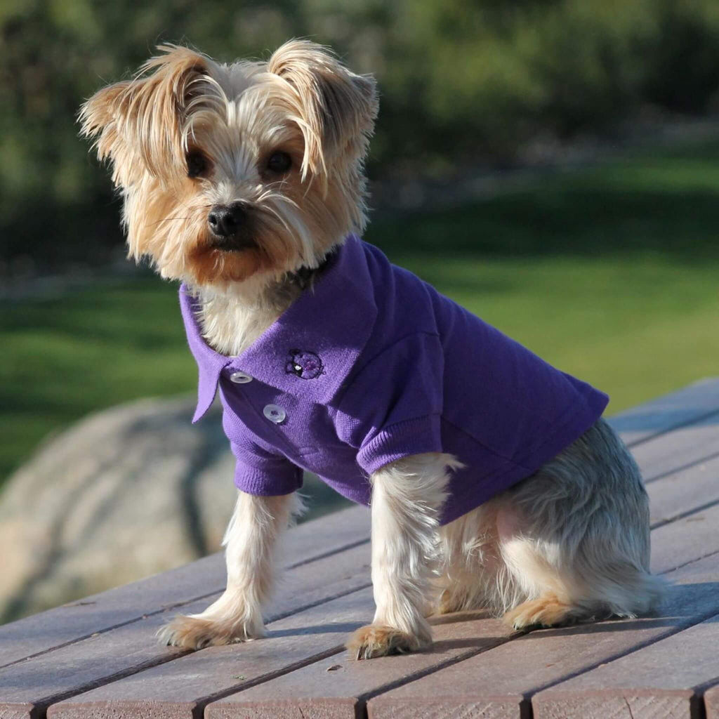 Cute small breed pup models Solid Print Dog Polo Shirt in Ultra Violet