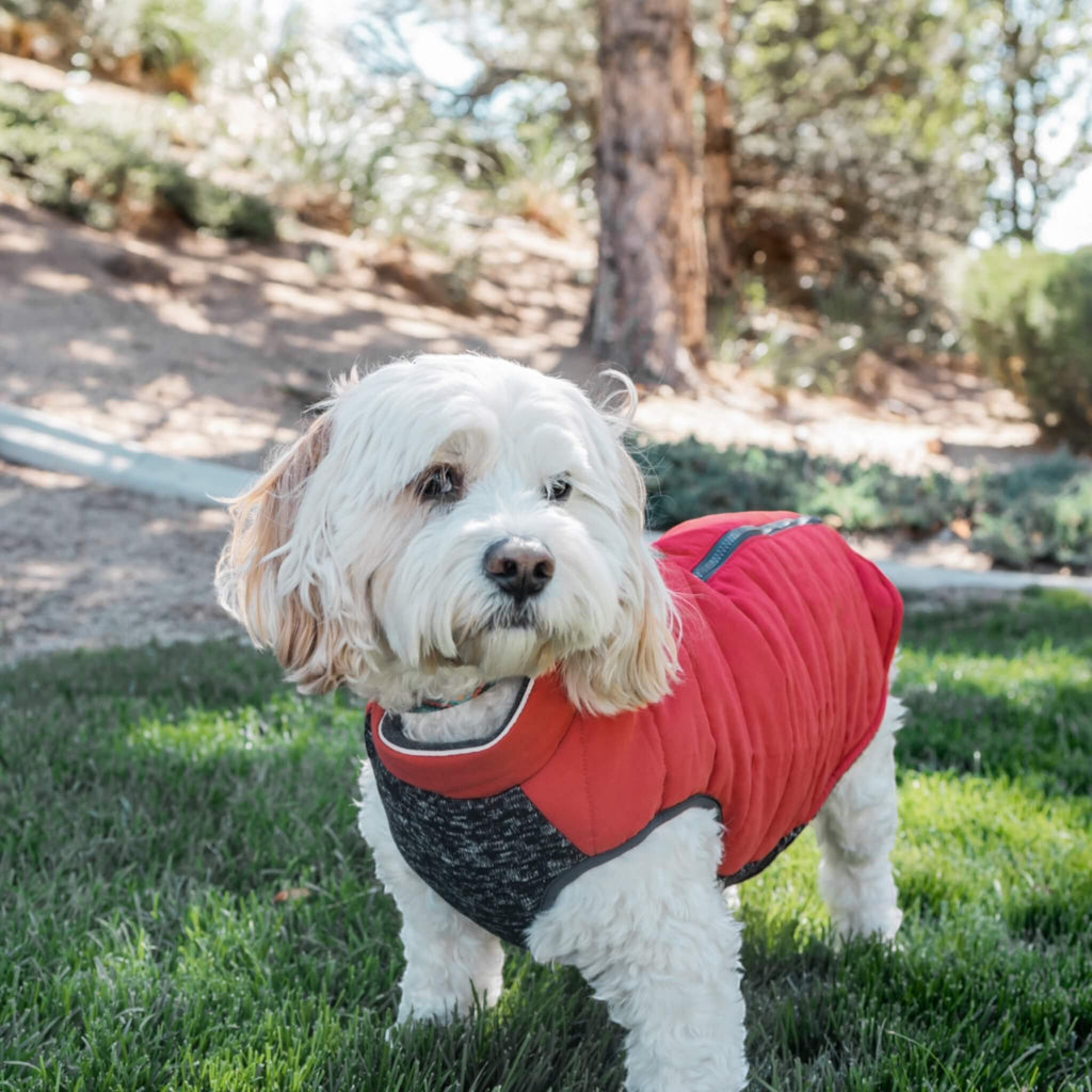 Cutie pie Eli wears the Cheshire Step-In Dog Coat