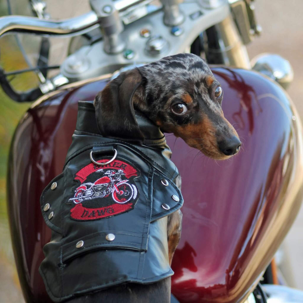 Dachshund models Black Biker Dawg Motorcycle Dog Jacket