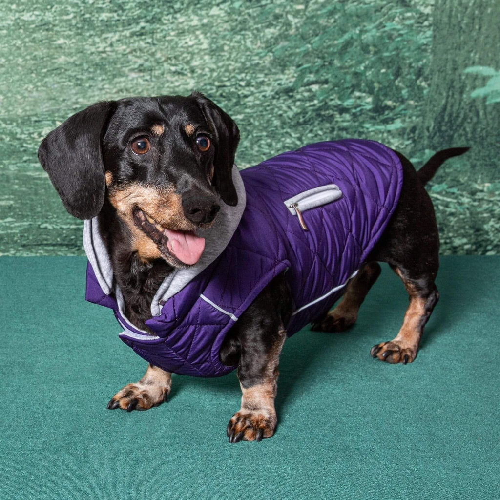Dachshund models the Weekender Sweatshirt Dog Hoodie in Purple