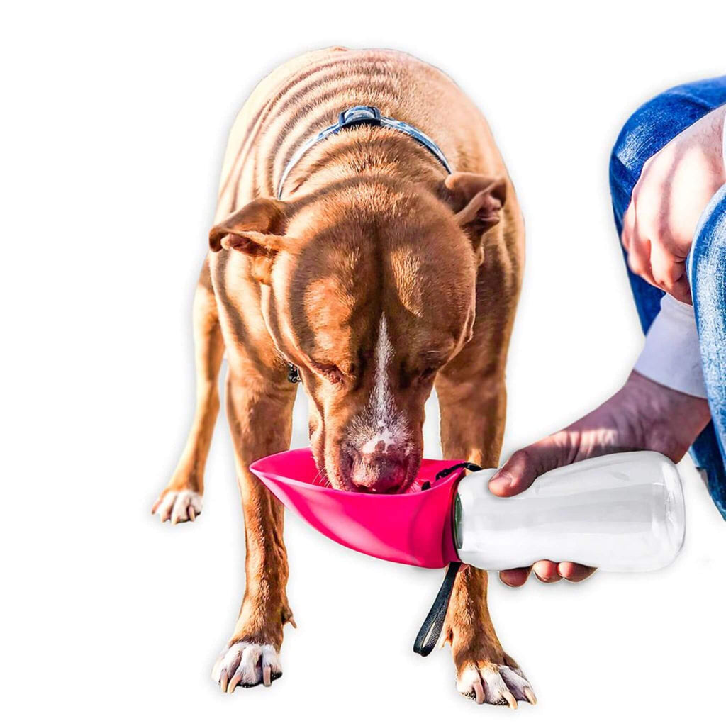 Dog demonstrates use of Fold-A-Bowl Portable Pet Water Bottle