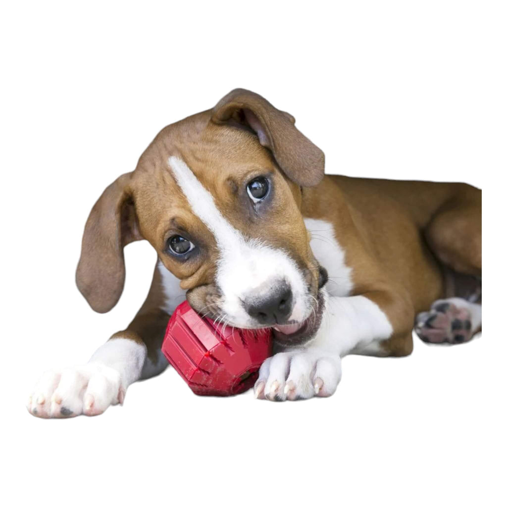 Dog enjoys gnawing on his KONG Stuff-A-Ball