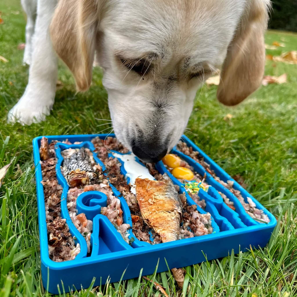 Dog forages for his food with SodaPup's E-Tray