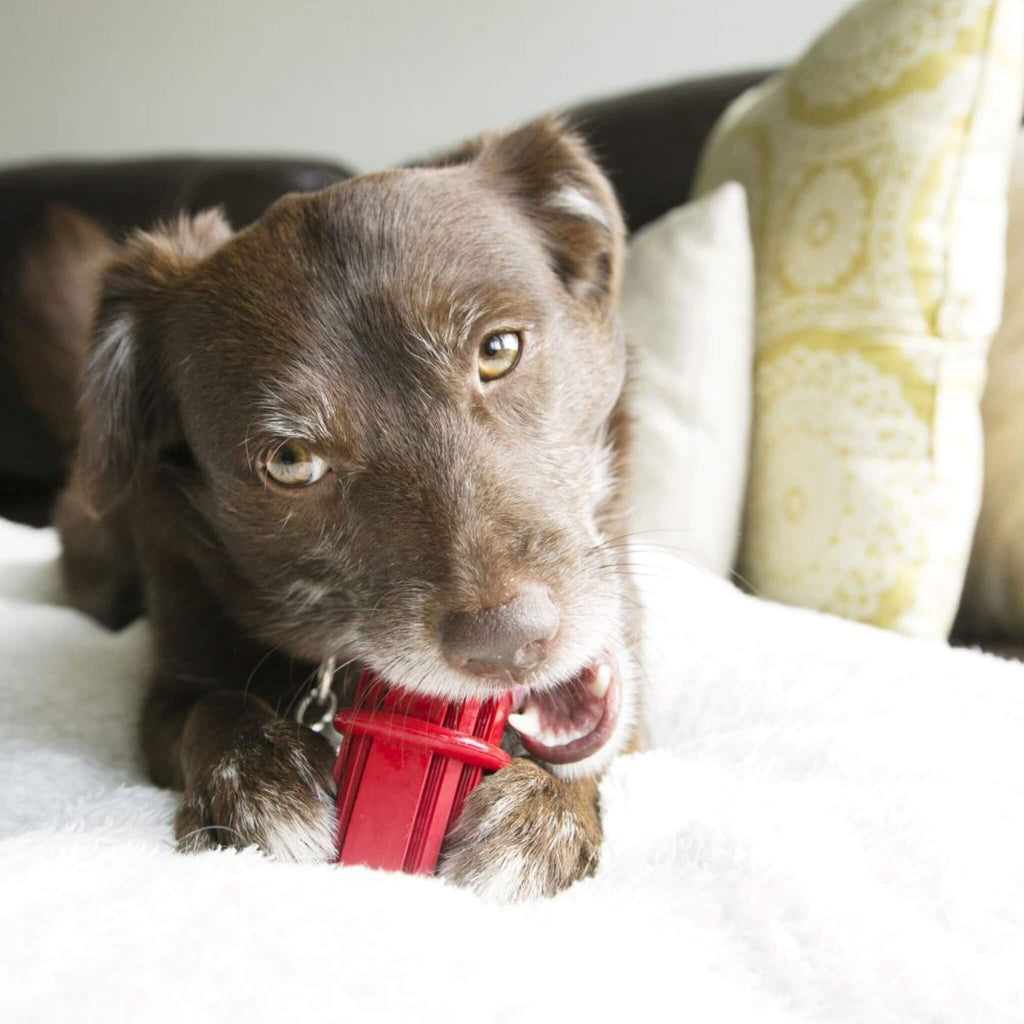 Dog gnaws on his Dental Dog Chew Stick 