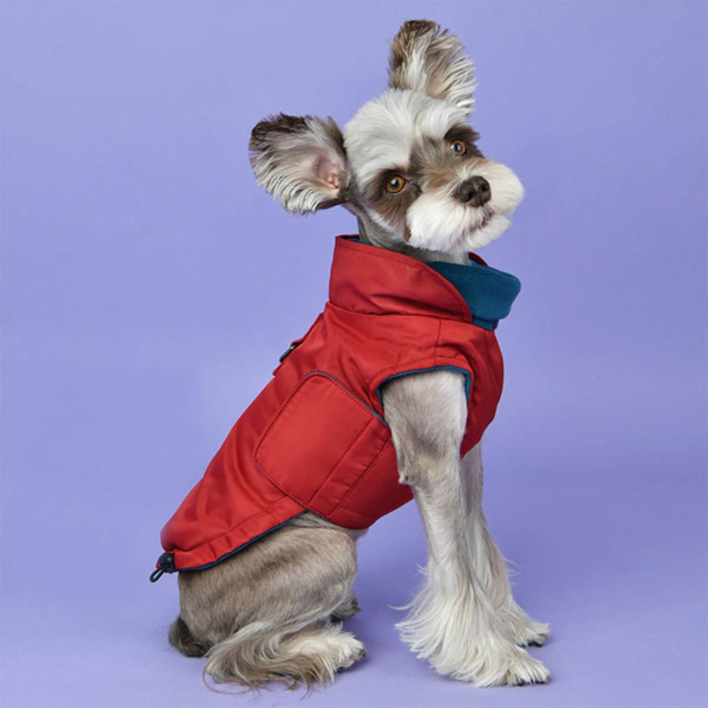 Dog looks dapper in the Tomas Winter Dog Coat with Integrated Harness