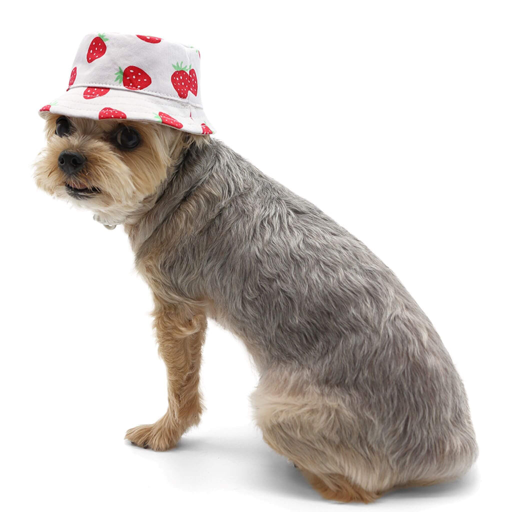 Dog looks pretty in DOGO Pet Fashions Strawberry Bucket Dog Hat