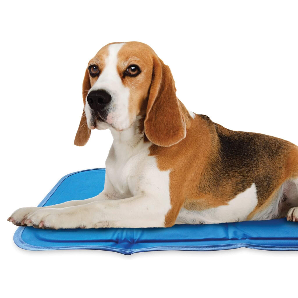 Dog lounges on his Cool Pet Pad