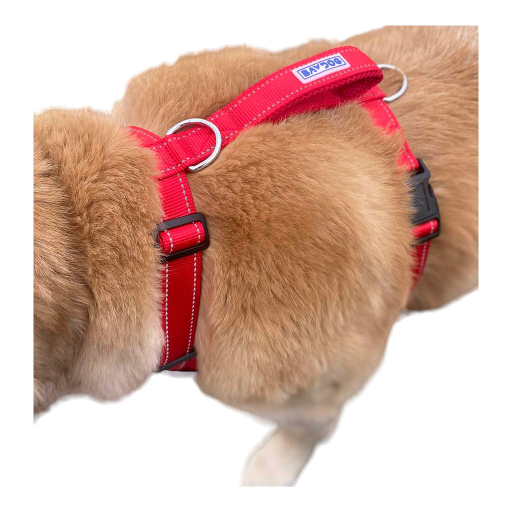 Dog models Chesapeake Adventure Dog Harness in Clifford Red