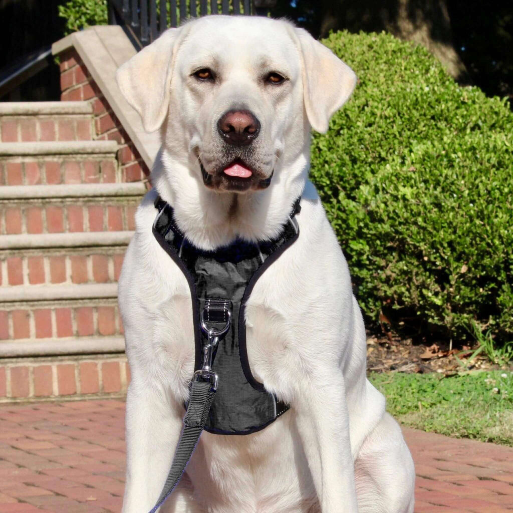 Dog models Chesapeake Adventure Dog Harness in Covert Black