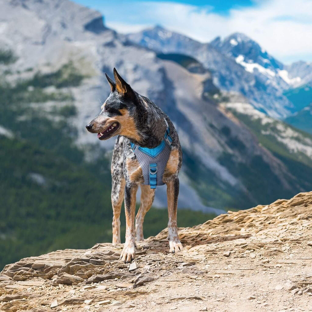 Dog models Journey Air Adventure Dog Harness