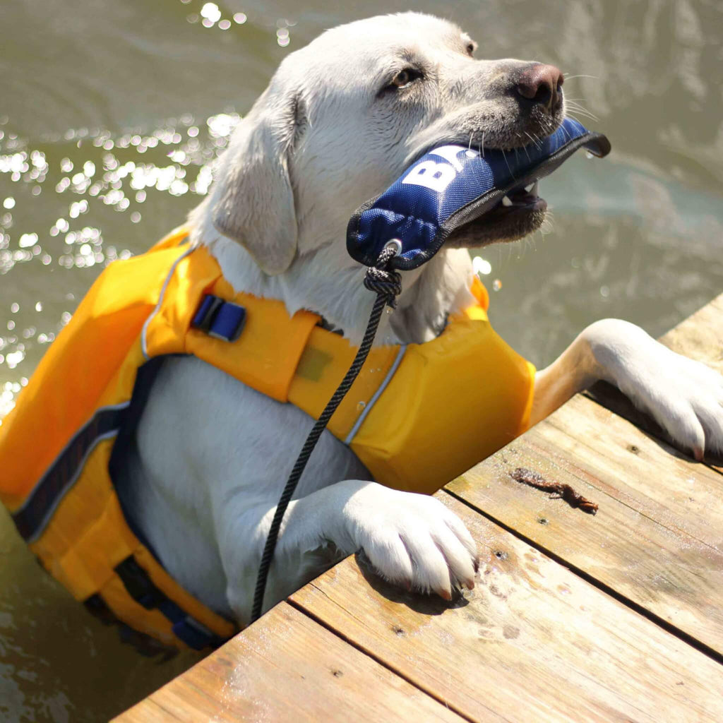 Dog models Monterey Bay Offshore Dog Life Jacket in Yellow with Blue trim