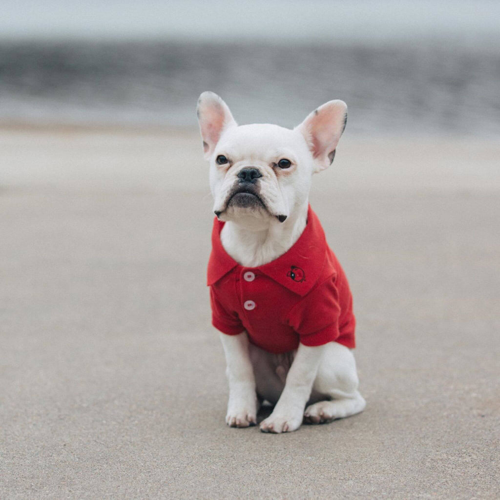 Dog models Solid Print Dog Polo Shirt in Flame Scarlet Red