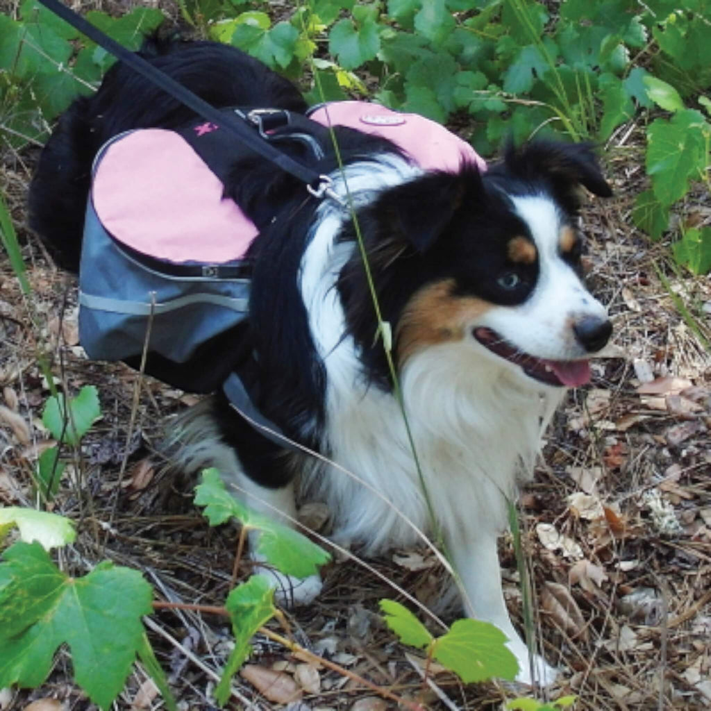 Dog models the Extreme Backpack for Dogs in Pink and Grey