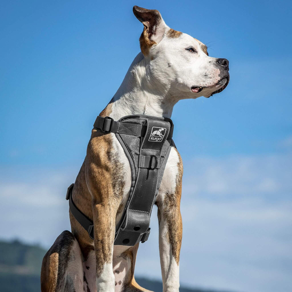 Dog models the Tru-Fit Smart Dog Harness in Charcoal