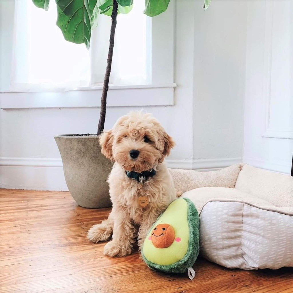 Dog plays with the NomNomz Avocado Plush Dog Toy