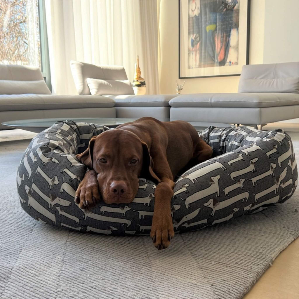 Dog relaxes in his Dashing Dogs Donut Dog Bed by Bowsers