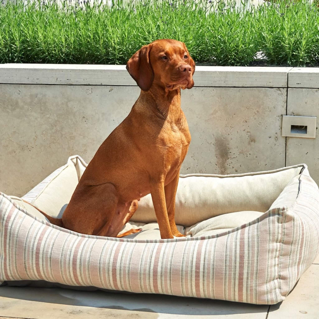 Dog sits on his Sanibel Scoop Dog Bed