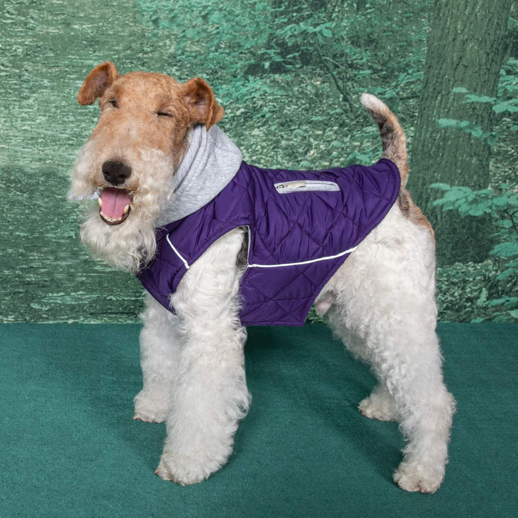 Dog smiles in his Weekender Sweatshirt Dog Hoodie in Purple