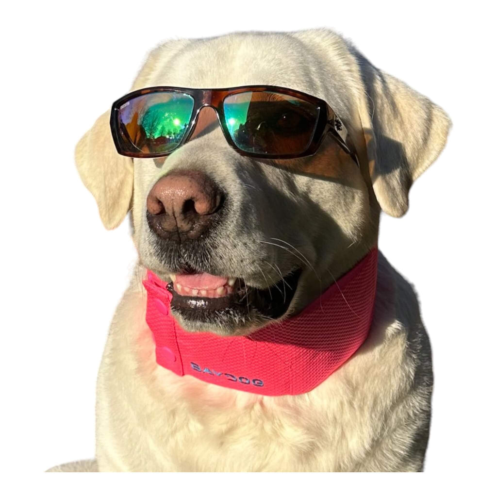 Dog wearing sun glasses models Arctic Bay Cooling Dog Collar in Sunset Pink