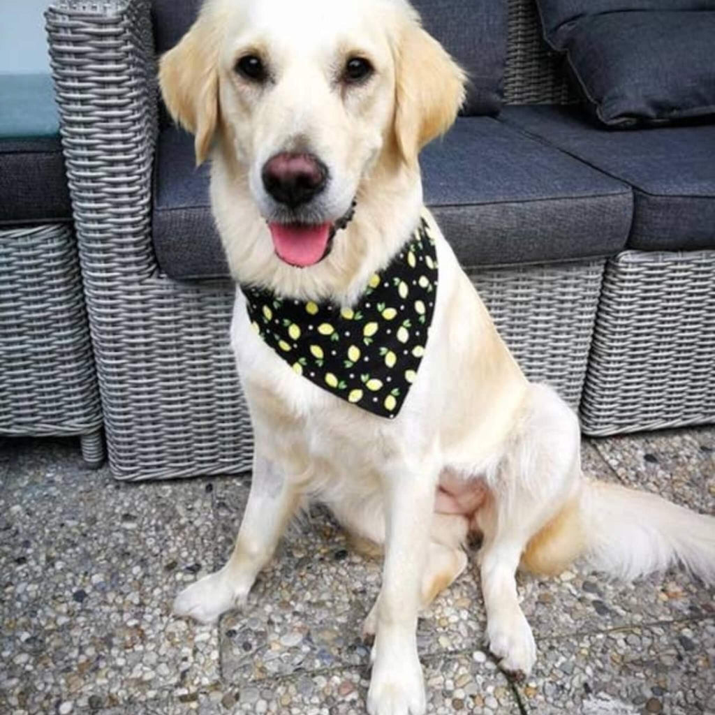 Dog wears a unique bandana from Very Vintage Designs