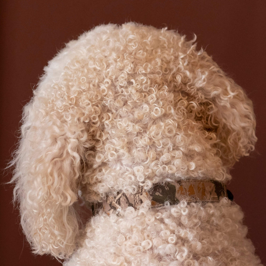 Dog wears Earth Camouflage Dog Collar in Earth