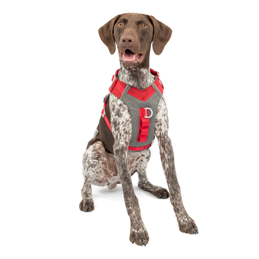 Dog wears Journey Air Adventure Dog Harness in Red