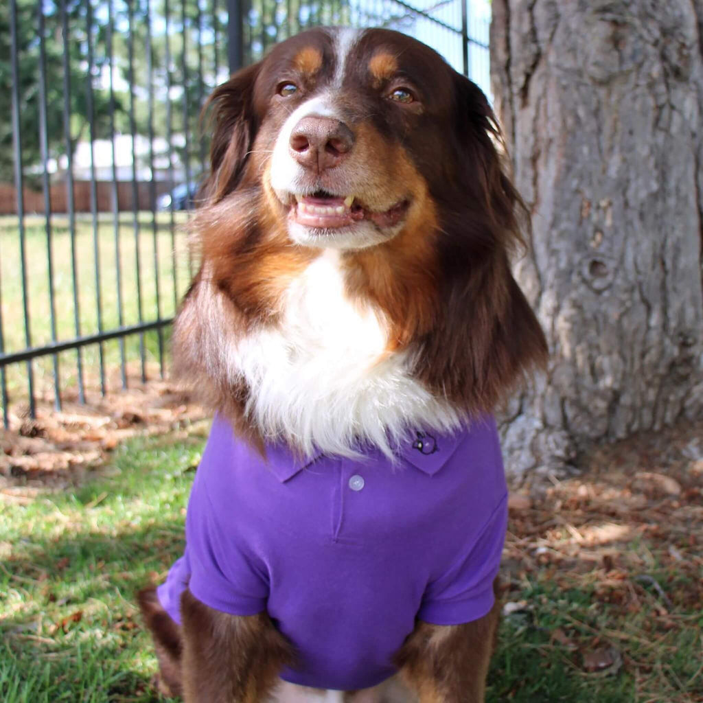 Dog wears Solid Print Dog Polo Shirt in Ultra Violet