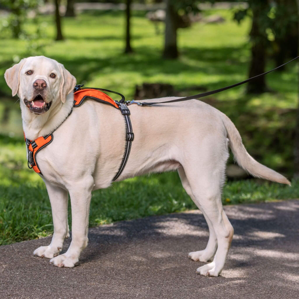 Dog wears Walk-Along Outdoor Dog Harness