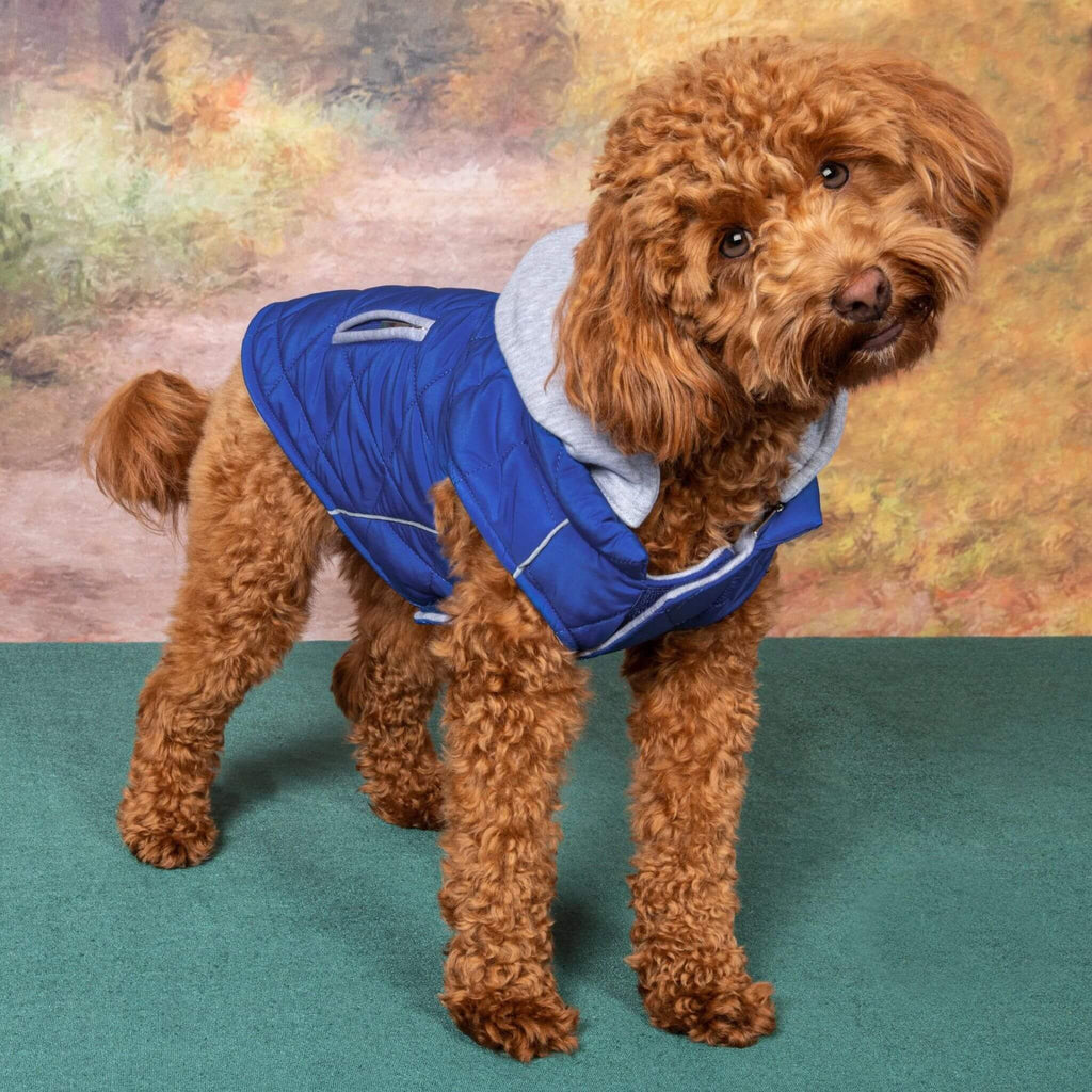 Dog wears Weekender Sweatshirt Dog Hoodie in Royal Blue