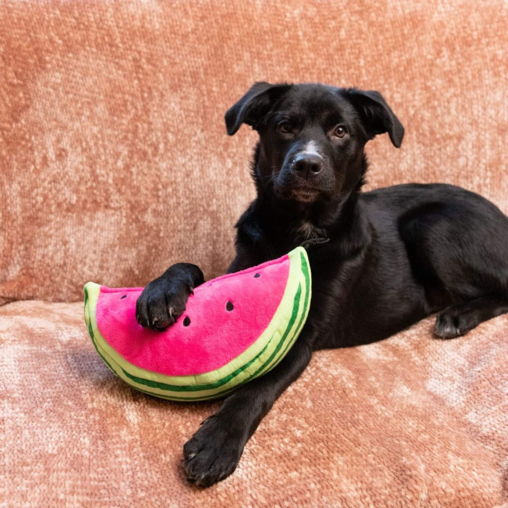 Dogs love Lulubelles Power Plush Dog Toy