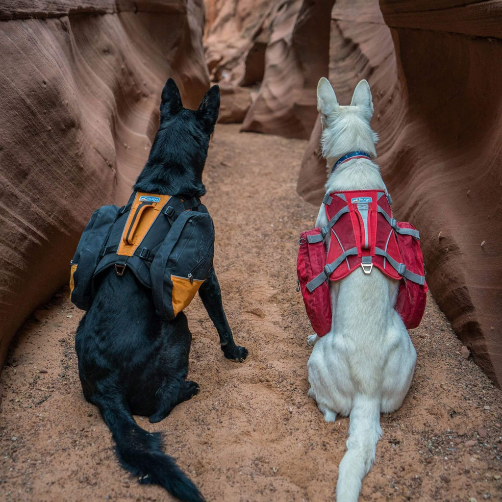 Dogs wear Baxter Backpacks by Kurgo