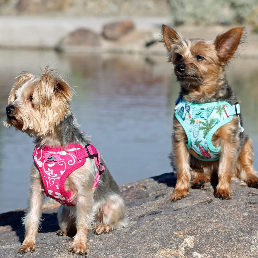 Dogs wear Wrap and Snap Choke Free Dog Harnesses