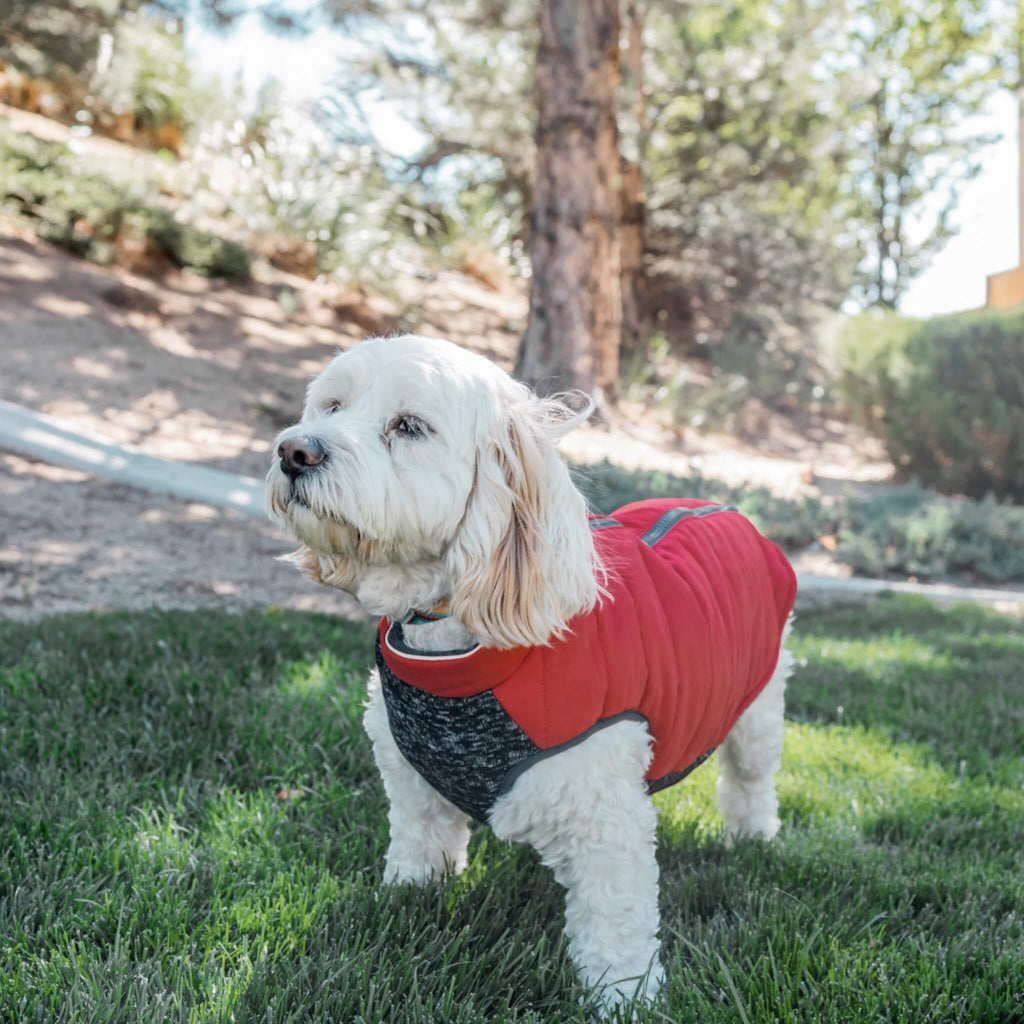 Eli models the Cheshire Step-In Dog Coat