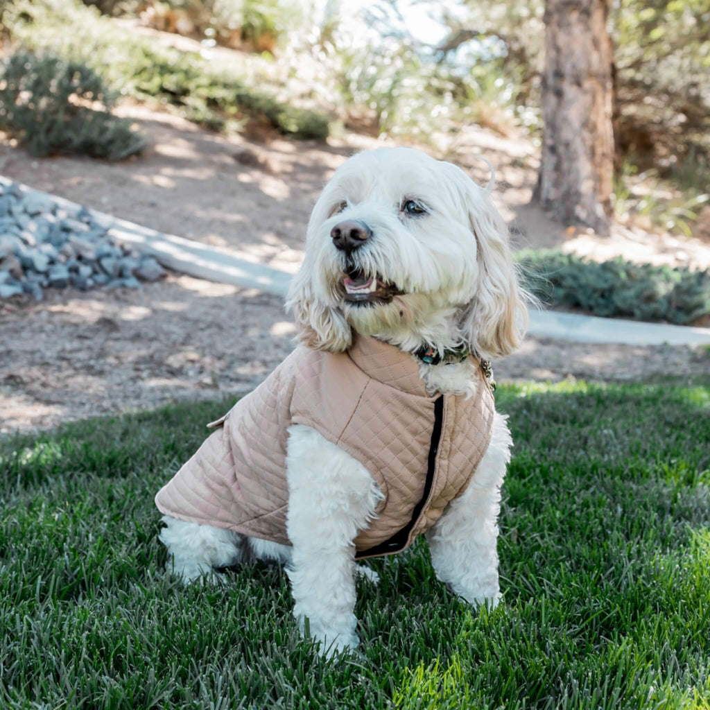 Eli models the Somerset Dog Coat