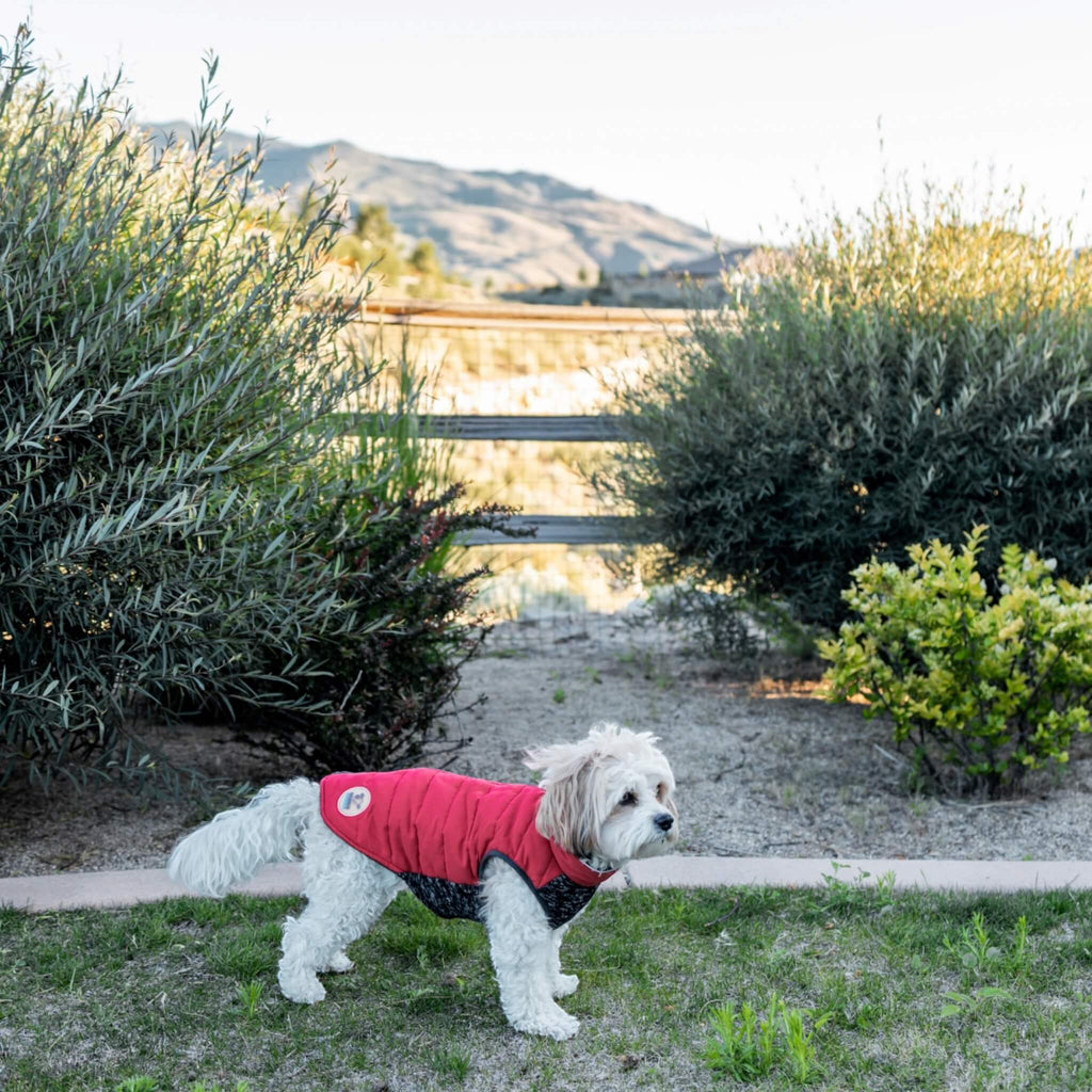 Georgia models the Cheshire Step-In Dog Coat