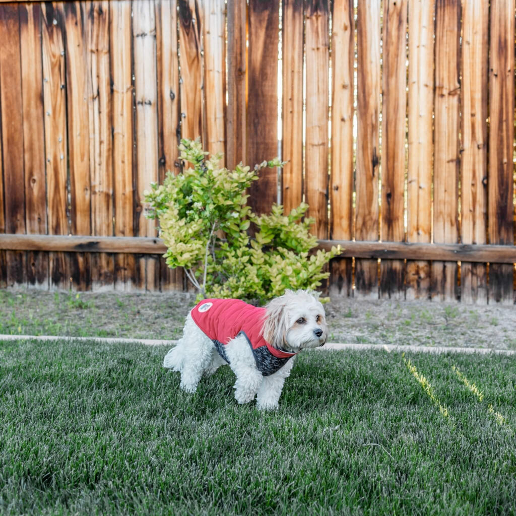 Georgia plays outside in her Cheshire Step-In Dog Coat