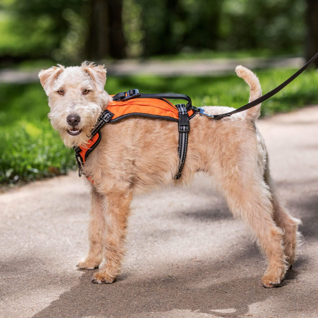 Larger breed dog wears Walk-Along Outdoor Dog Harness